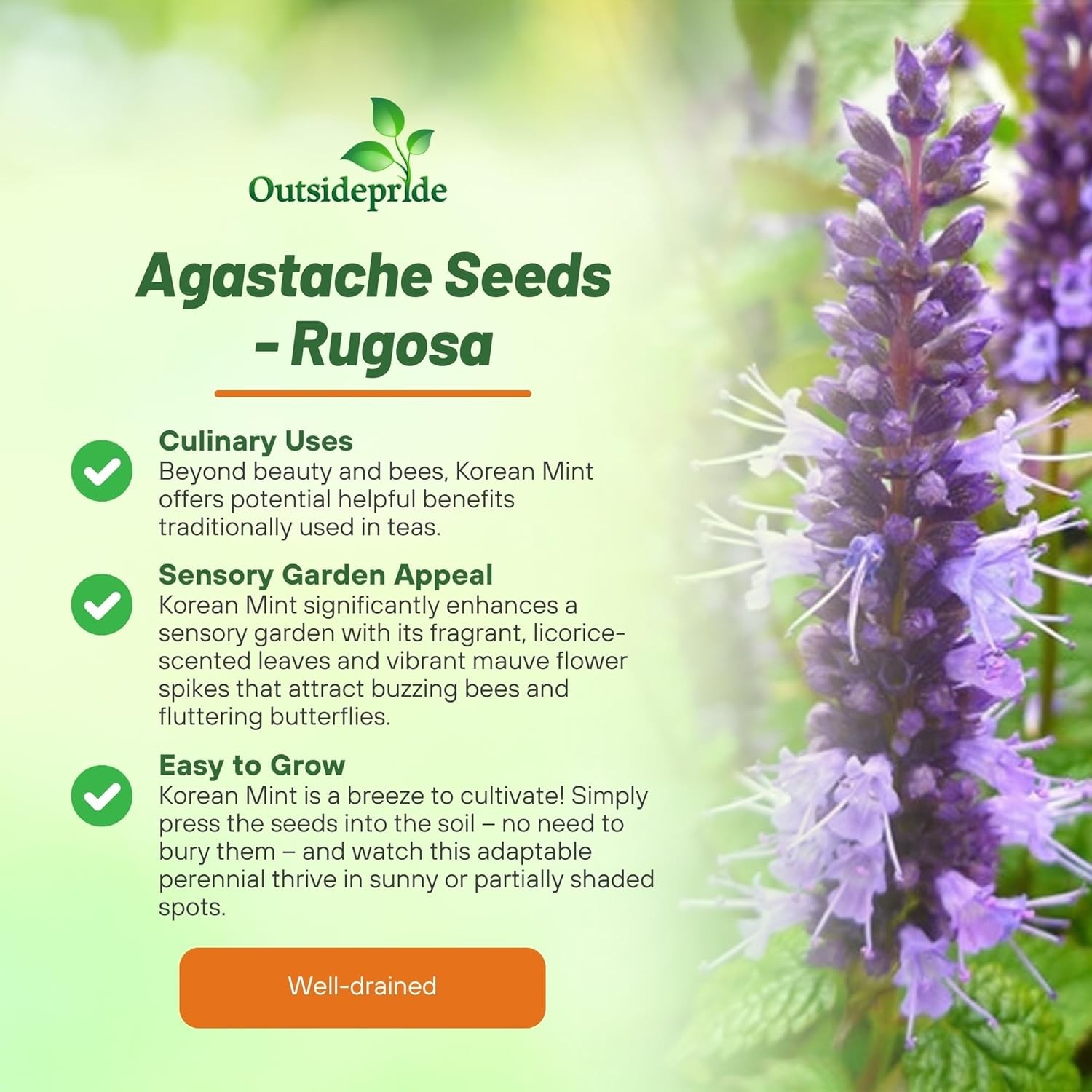 500 Seeds Korean Mint Seed – Agastache Rugosa Herb Seeds