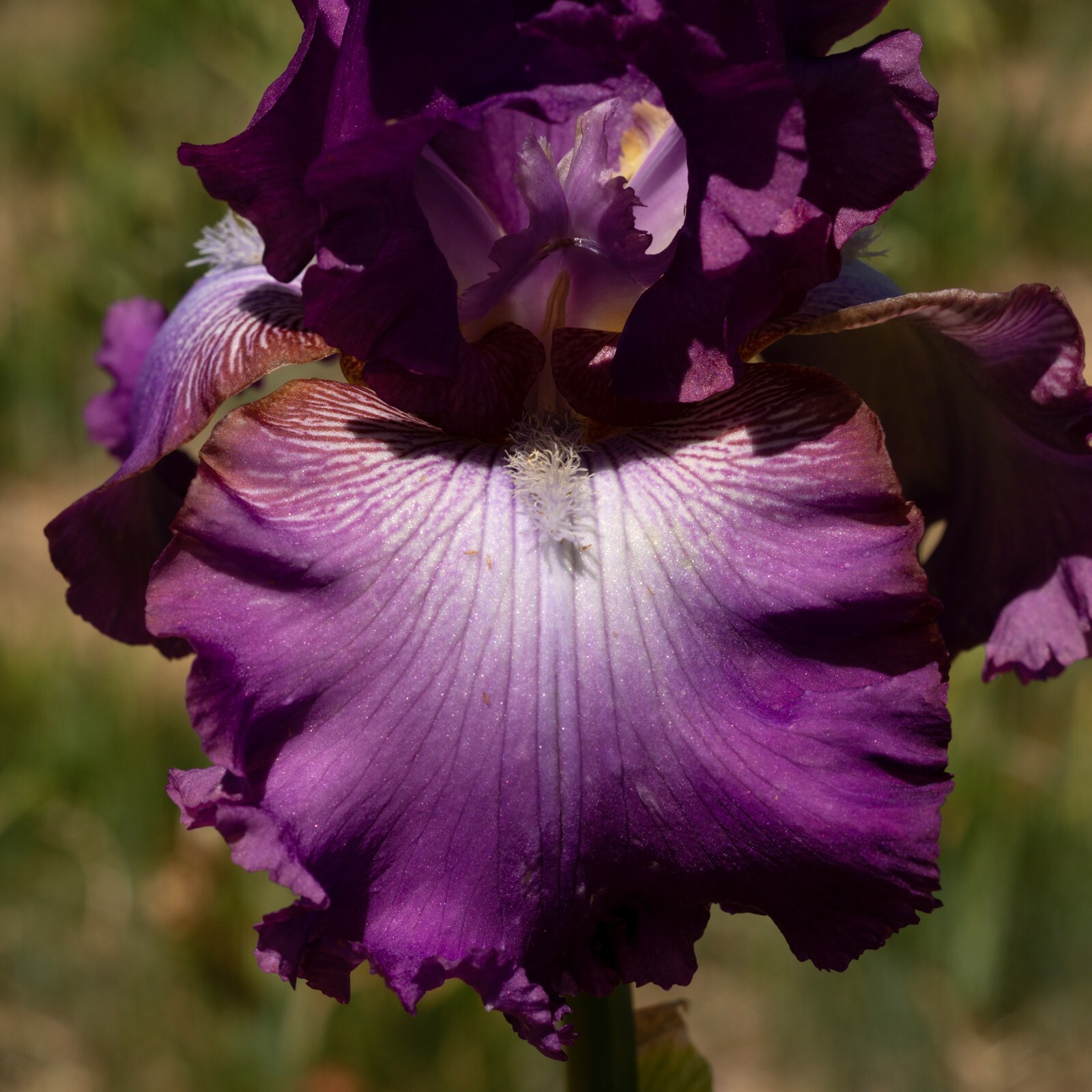 **BALTIC STAR* Tall Bearded Iris. Pre-Order, Fresh Dig, Combined Ship: Mar-May