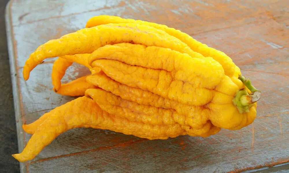 Florida only! Buddhas Hand Tree, 12-15 inches; 5″ container, Rooted Cutting/Bush