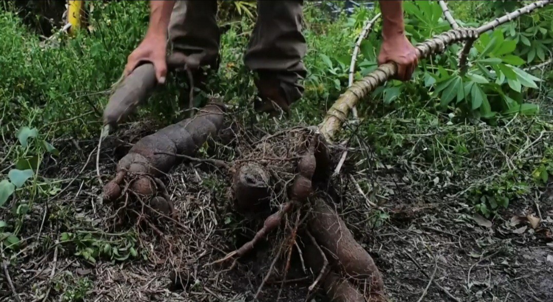 2 x Togo Sweet Cassava Plants / Beyond Organic Yuca