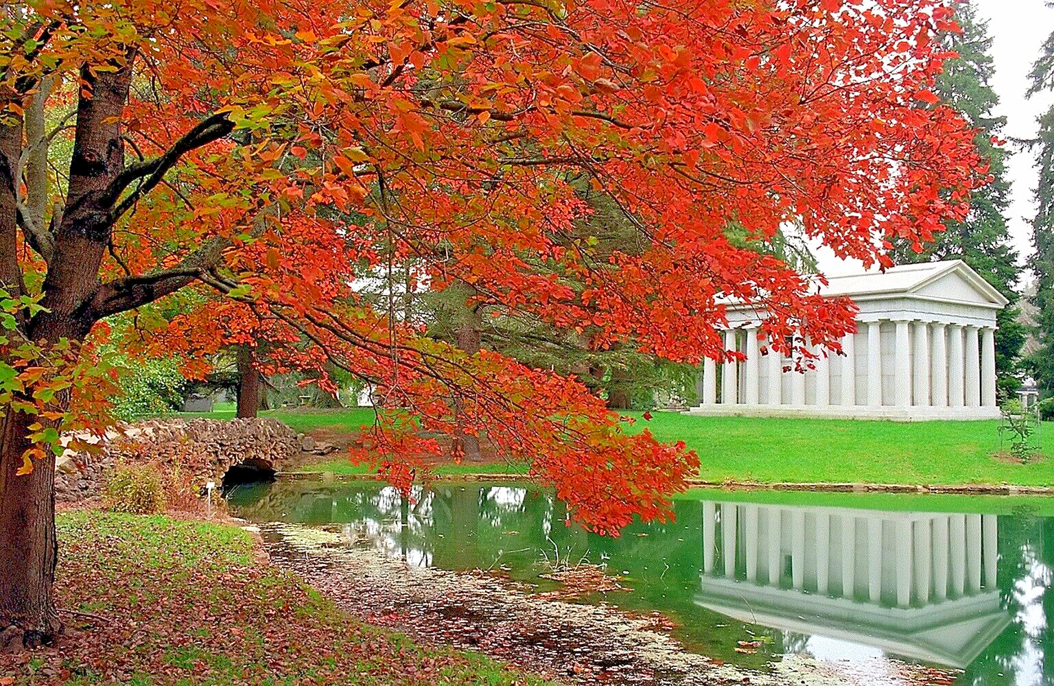 Northern Red Maple Tree | Premium Seeds | Acer rubrum ‘Fall’ | Plants’®