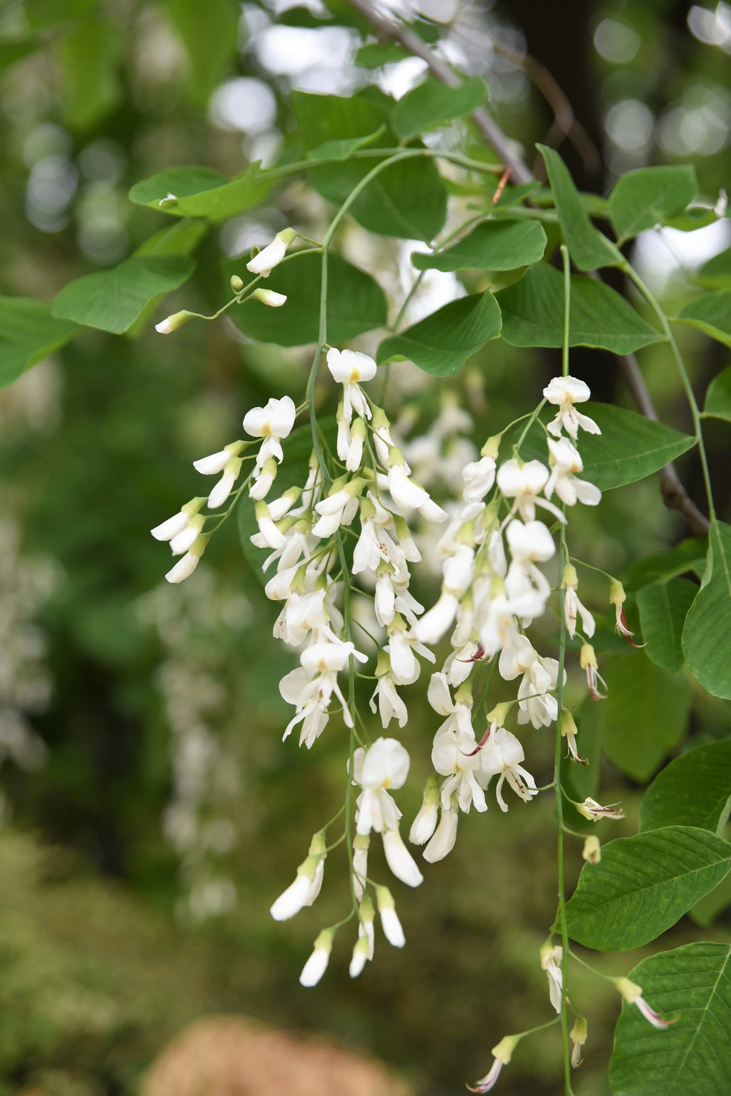 10 YELLOW ASH TREE Kentucky Yellowwood White Flr Cladrastis Lutea Kentukea Seeds