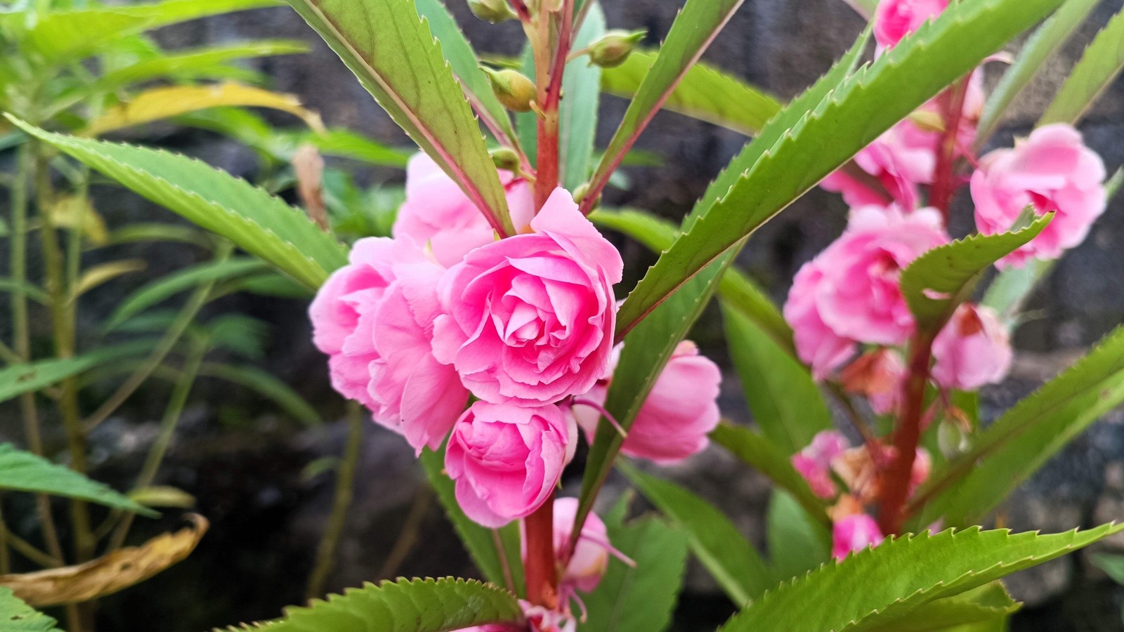 100 MIXED DOUBLE CAMELLIA IMPATIENS Balsamina Flower Seeds *Flat S/H