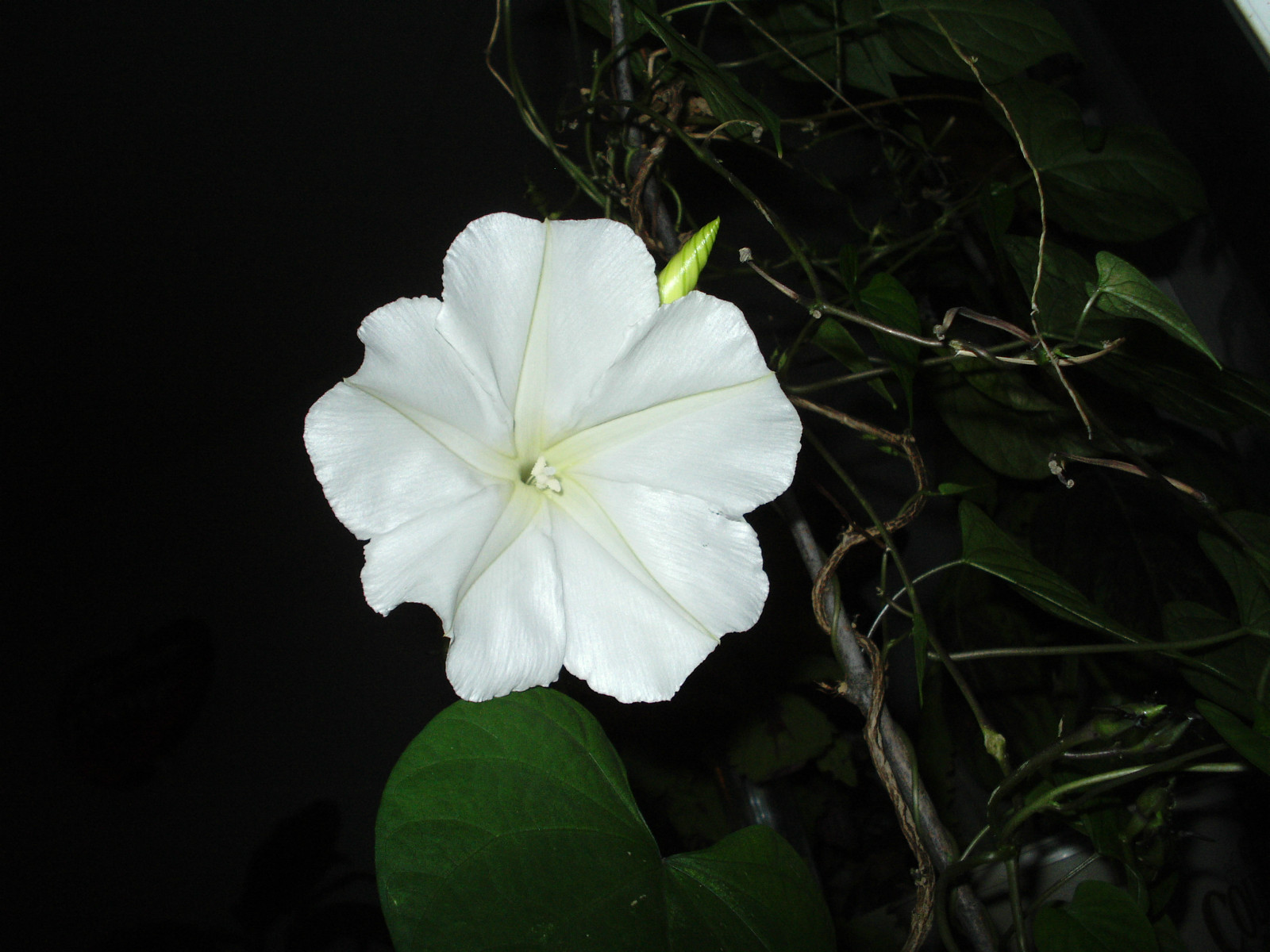 Night Blooming MOONFLOWER (Ipomoea alba noctiflora)