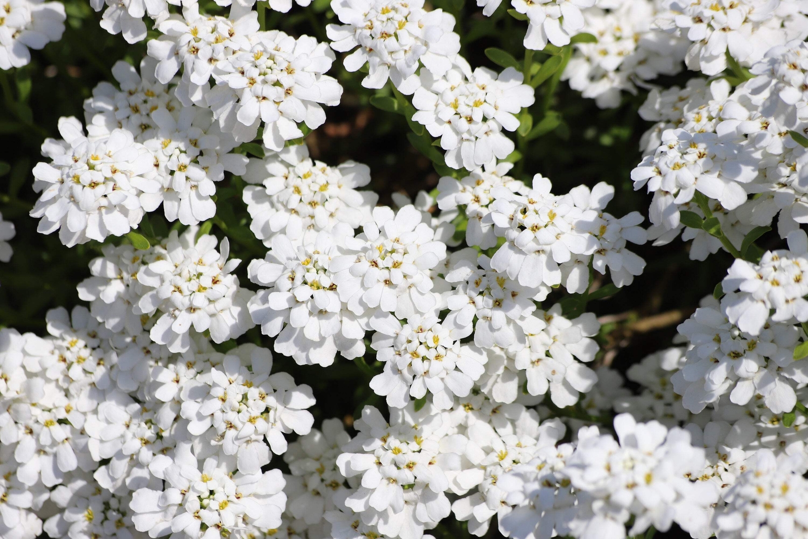 1000 WHITE EMPRESS CANDYTUFT Iberis Amara Flower Seeds *Flat S/H