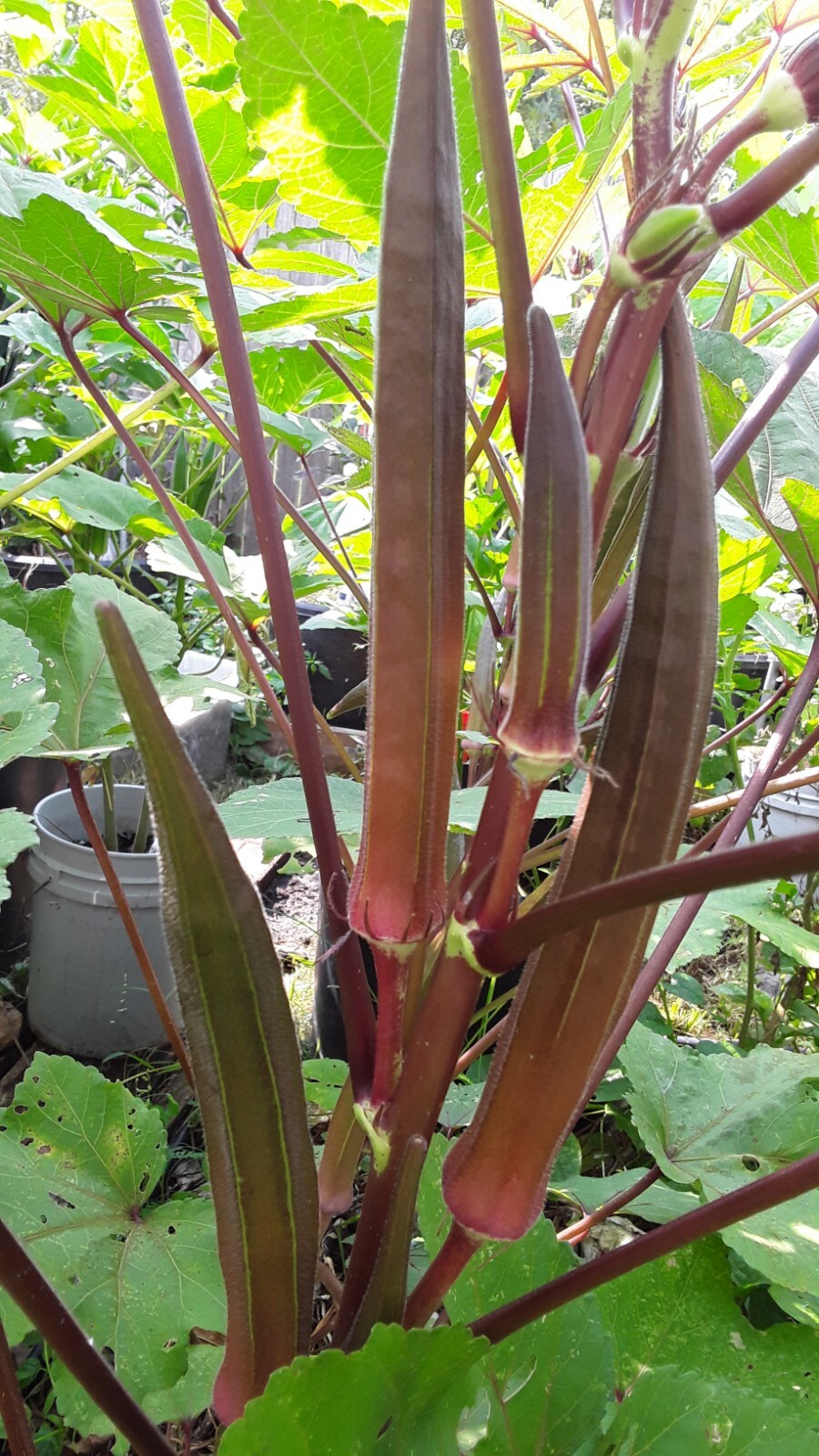 100 Red Burgundy Okra Seeds Super Prolific Healthy and Very Tasteful NON-GM