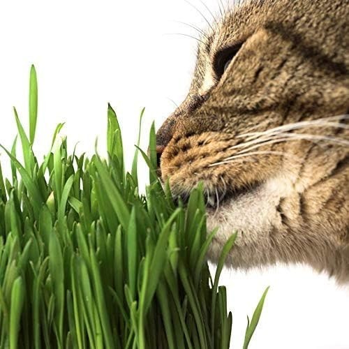 Organic Cat Grass Seeds – Non-GMO Wheatgrass, 12 oz Pet-Friendly Treat