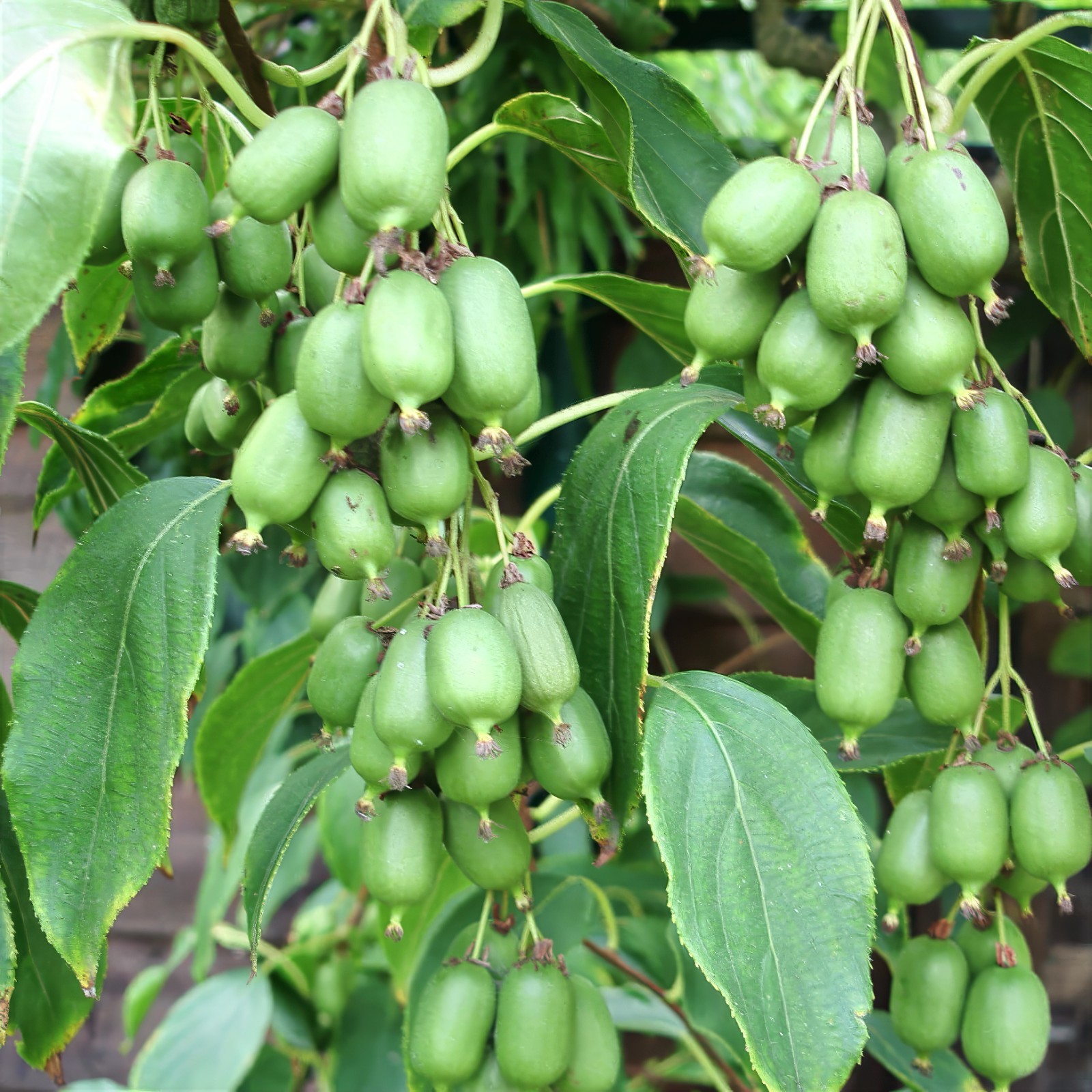 Issai Kiwi Seeds Arctic Grape Berry Superfruit Garden Plant Cold Hardy Fast Vine