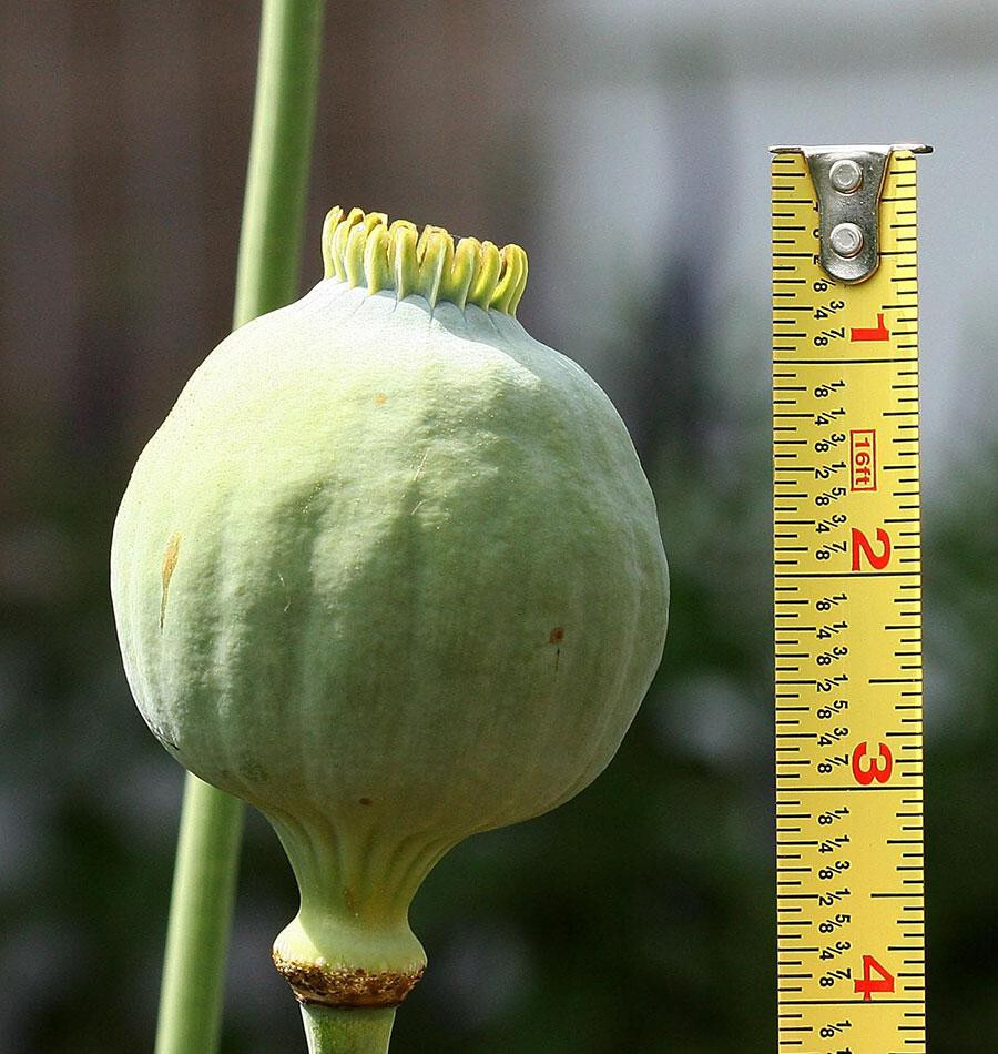 1,000 The Giant – Giganteum P. Somniferum Poppy Seeds -HUGE Pink&Purple Blooms!