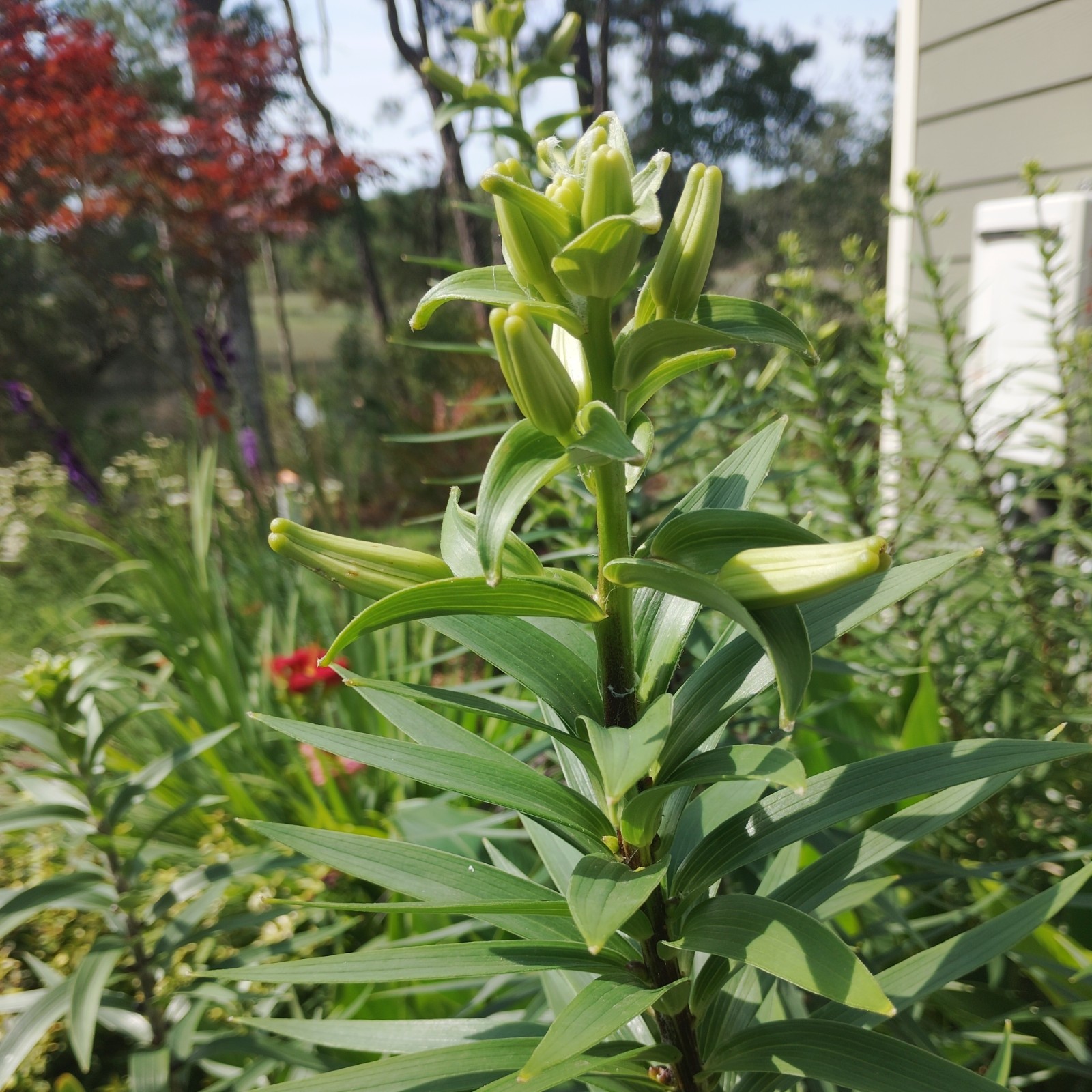 30 TIGER LILY SEEDS / BULBETS – Lilium lancifolium