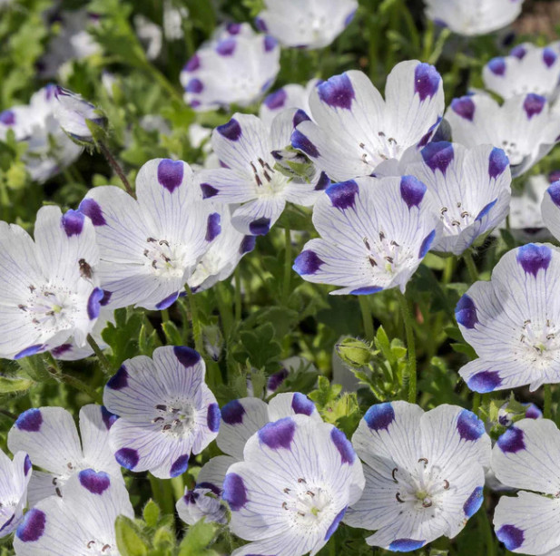 Landscaper’s Pack ALTERNATIVE LAWN MIX 13 Species Non-GMO 6 Grams 5000+ Seeds!