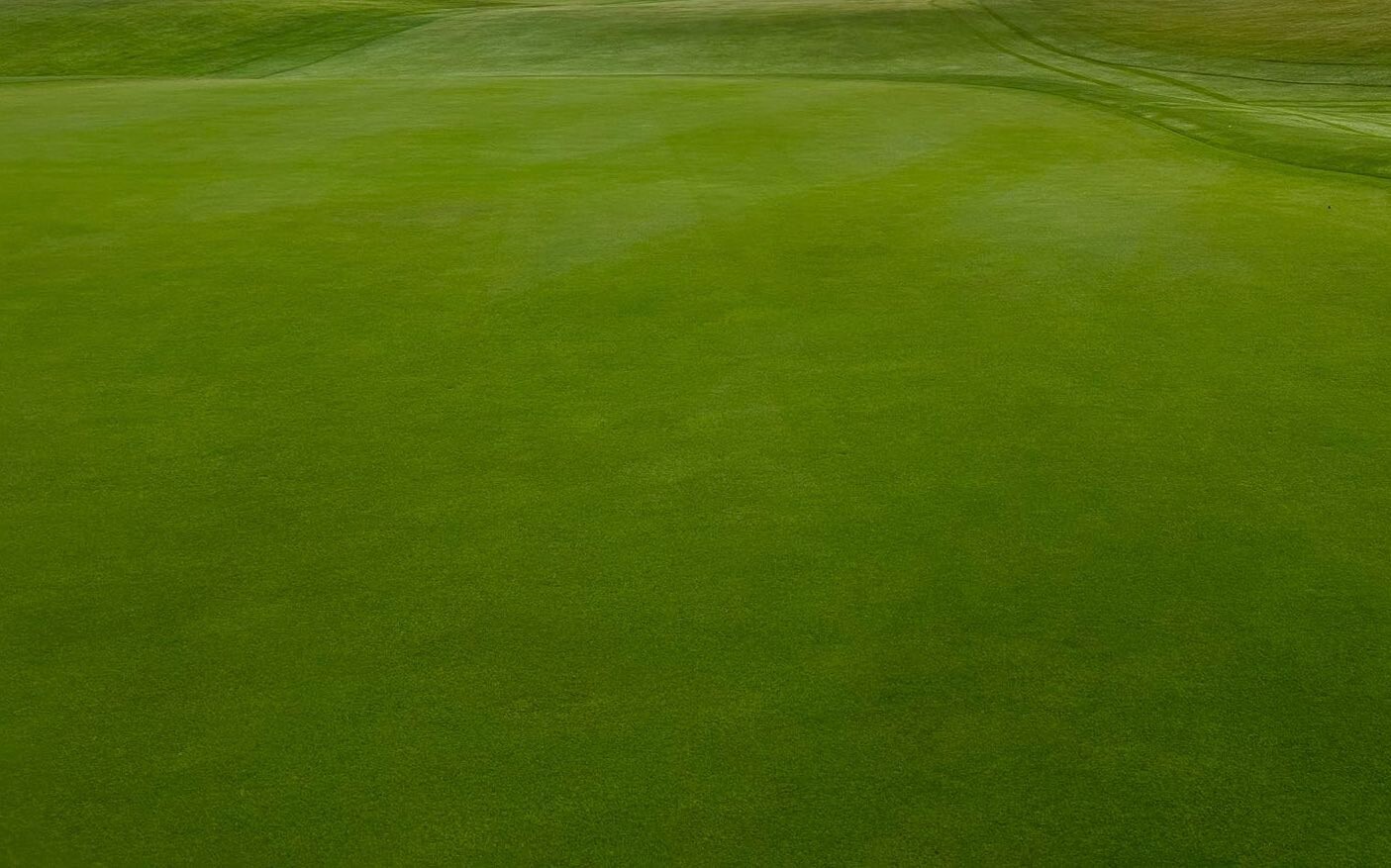 Premium Creeping Bentgrass Seed 10,000 seeds