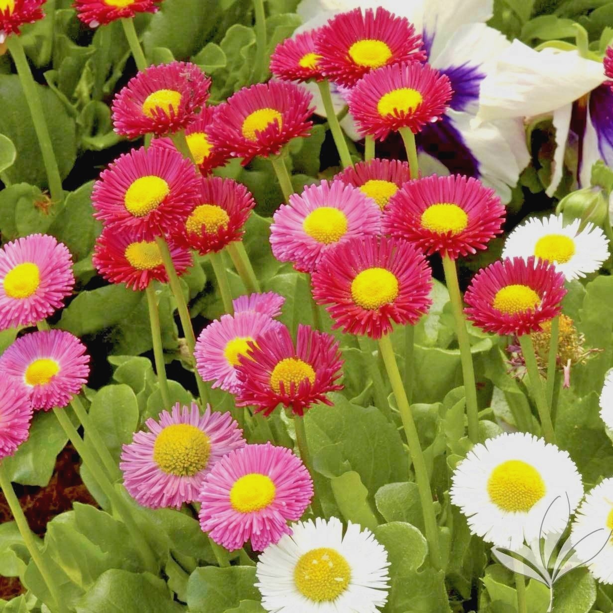400+ENGLISH DAISY MIX Flower Seeds European Wildflower Early Blooms Groundcover