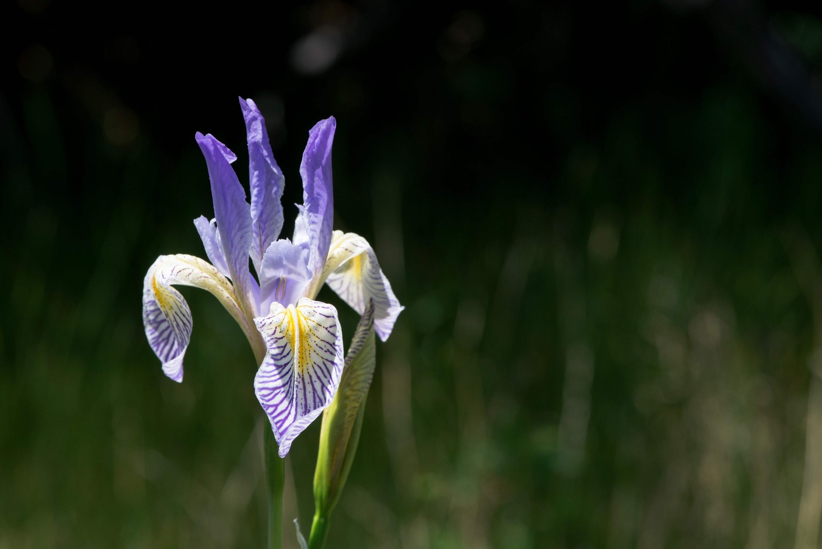 50 MISSOURI IRIS Missouriensis Rocky Mountain Blue Purple Yellow Flower Seeds