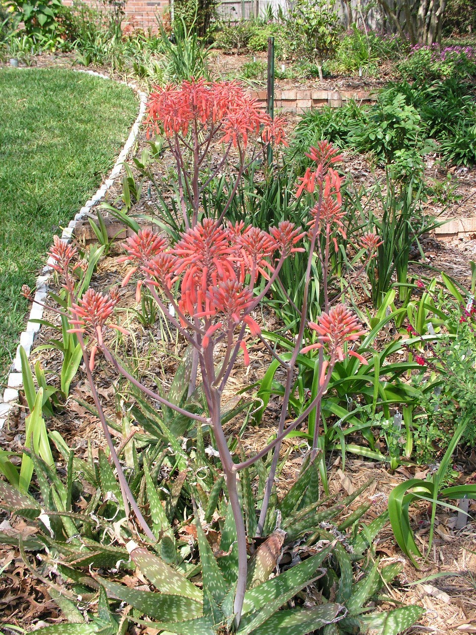 Aloe Saponaria, repeat bloomer, small size,hardy 7B-10