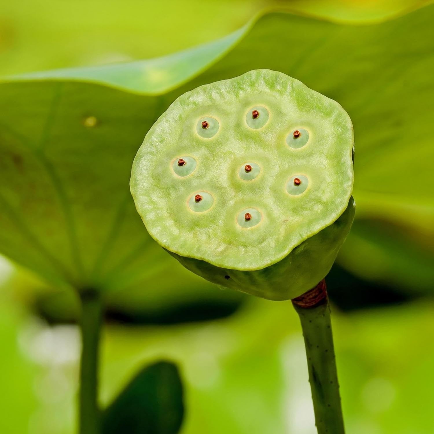 CarpetC 160+ Mixed Bowl Lotus Seeds for Planting, Nelumbo nucifera Aquatic Plant