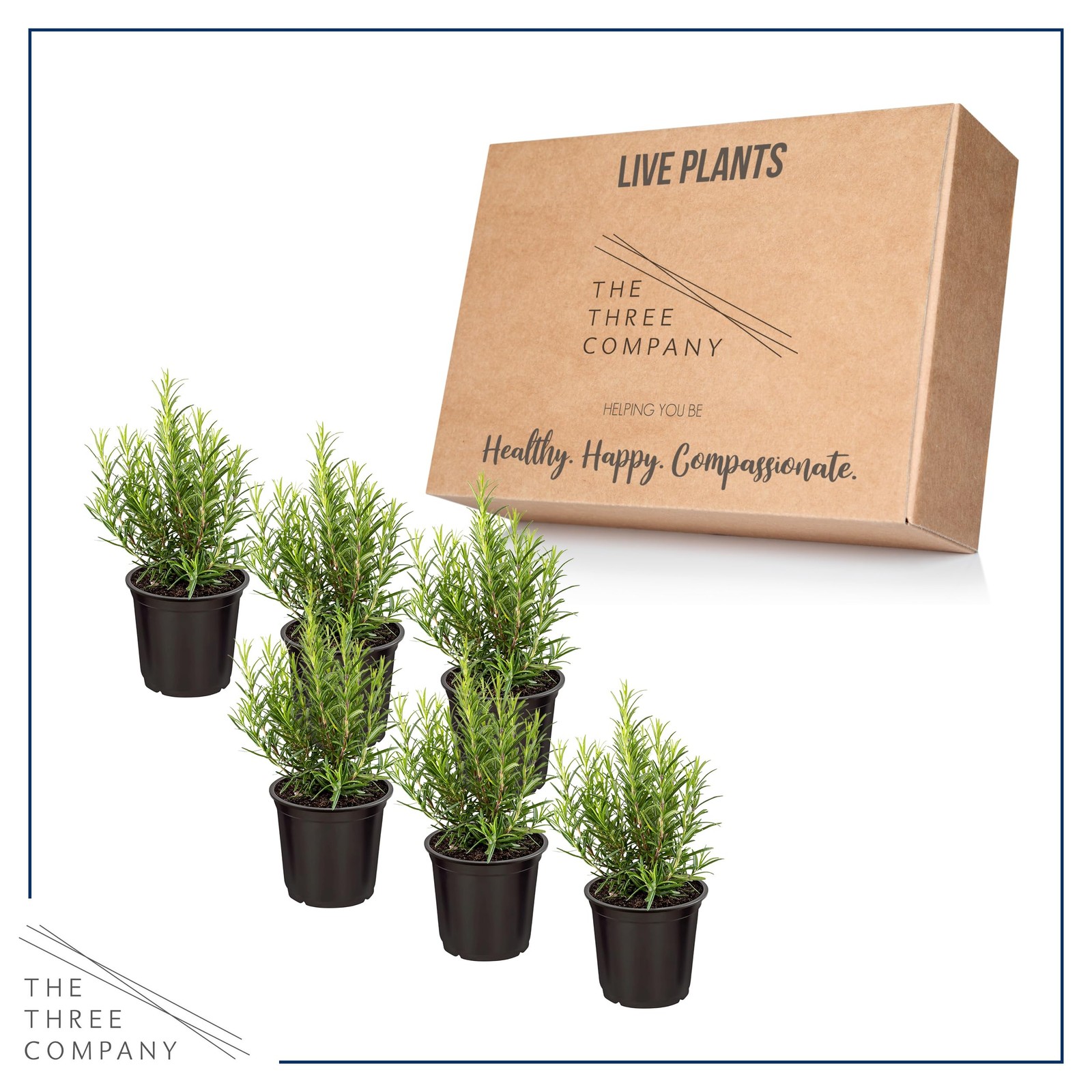 Live Aromatic and Edible Herb Rosemary 6 Per Pack, Naturally Improves Breath…