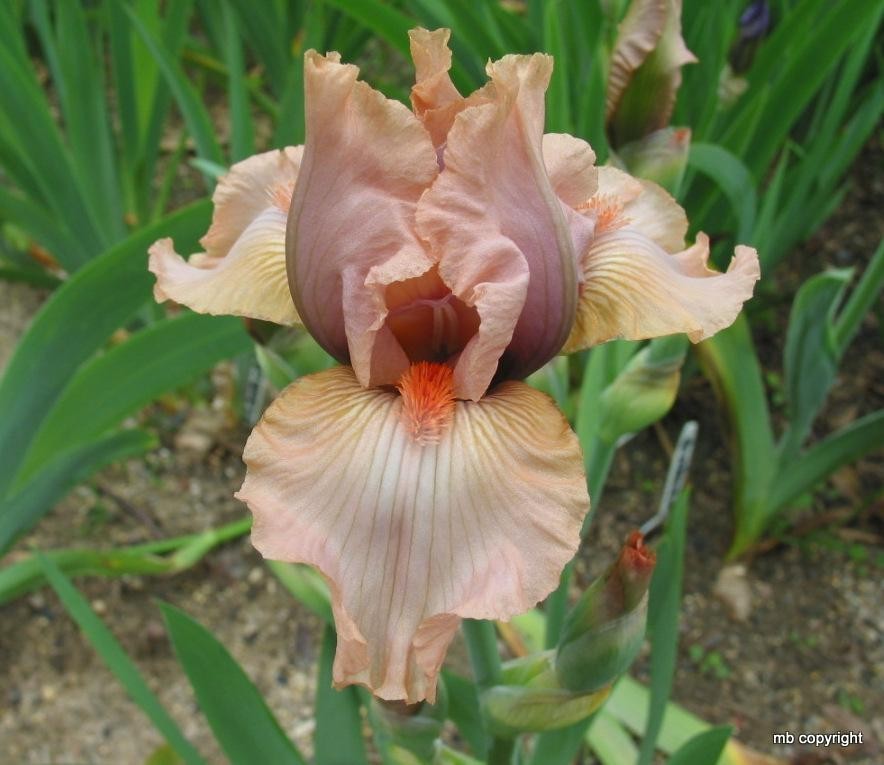 PICK YOUR BEARDED IRIS – CHOOSE FROM 60+ DIFFERENT VARIETIES! BULBS RHIZOMES