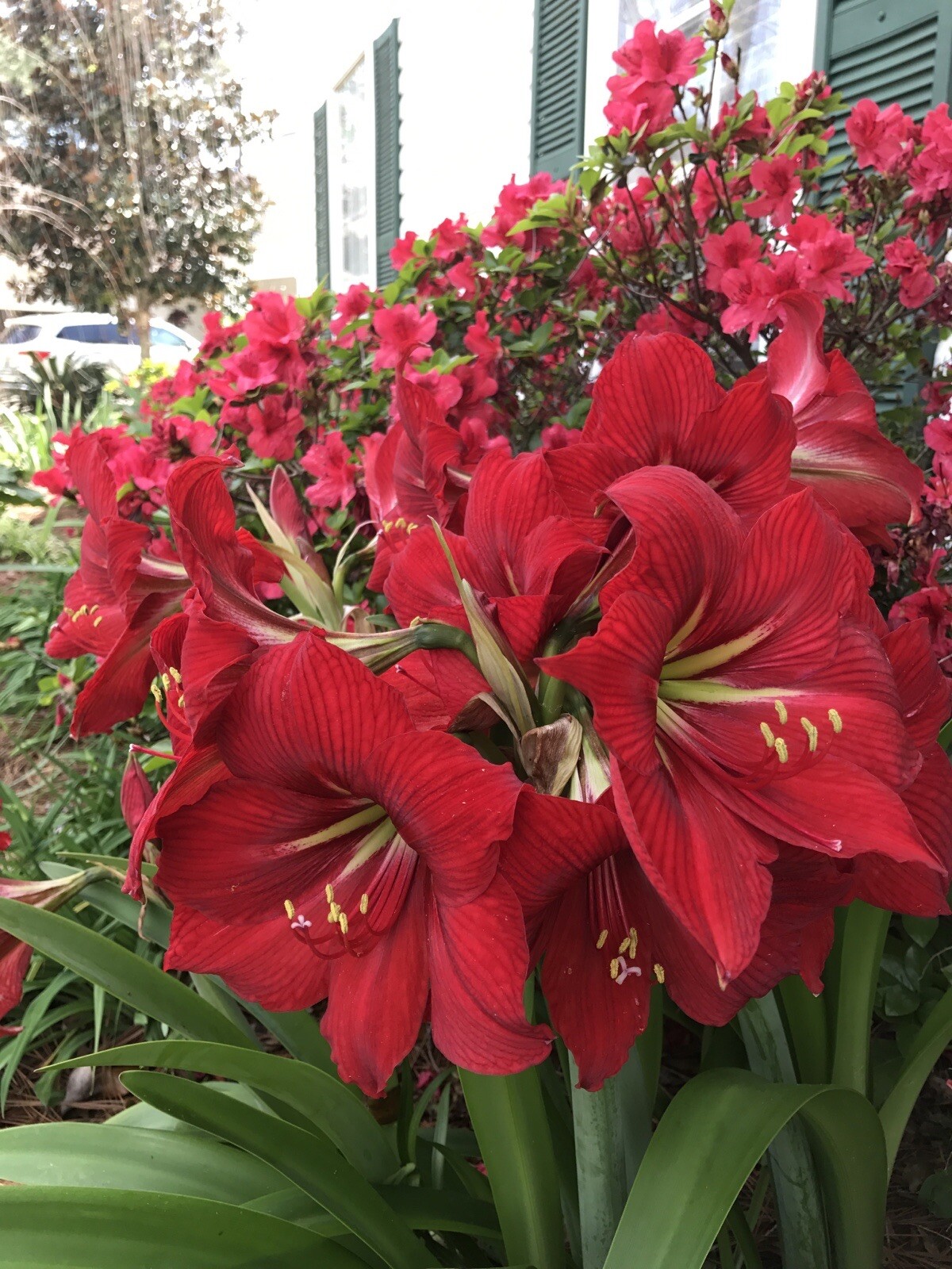 30+ SEEDS BEAUTIFUL !!!! Red Giant Amaryllis Hippeastrum