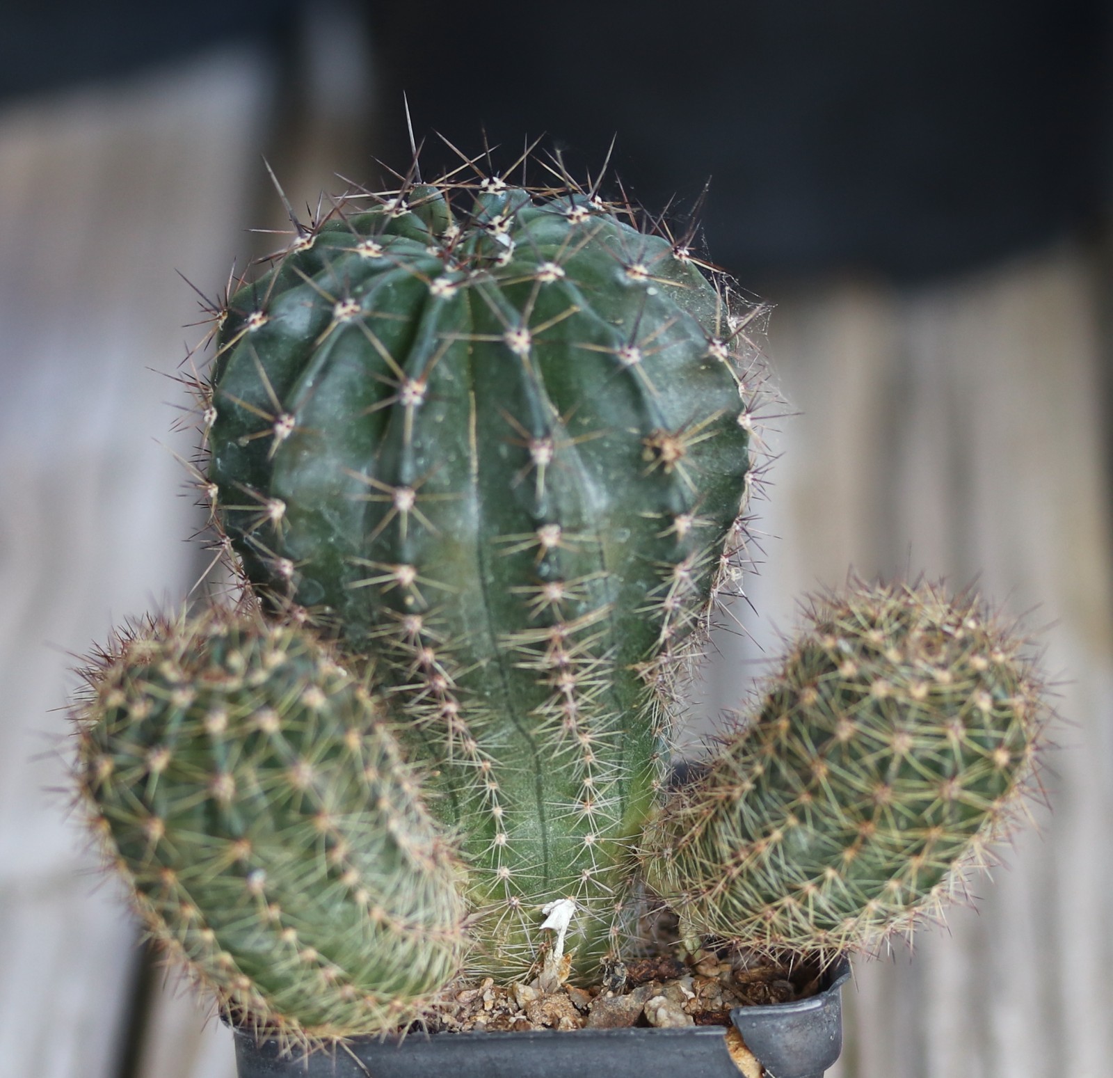 Echinopsis hybrid ‘Syncopation’