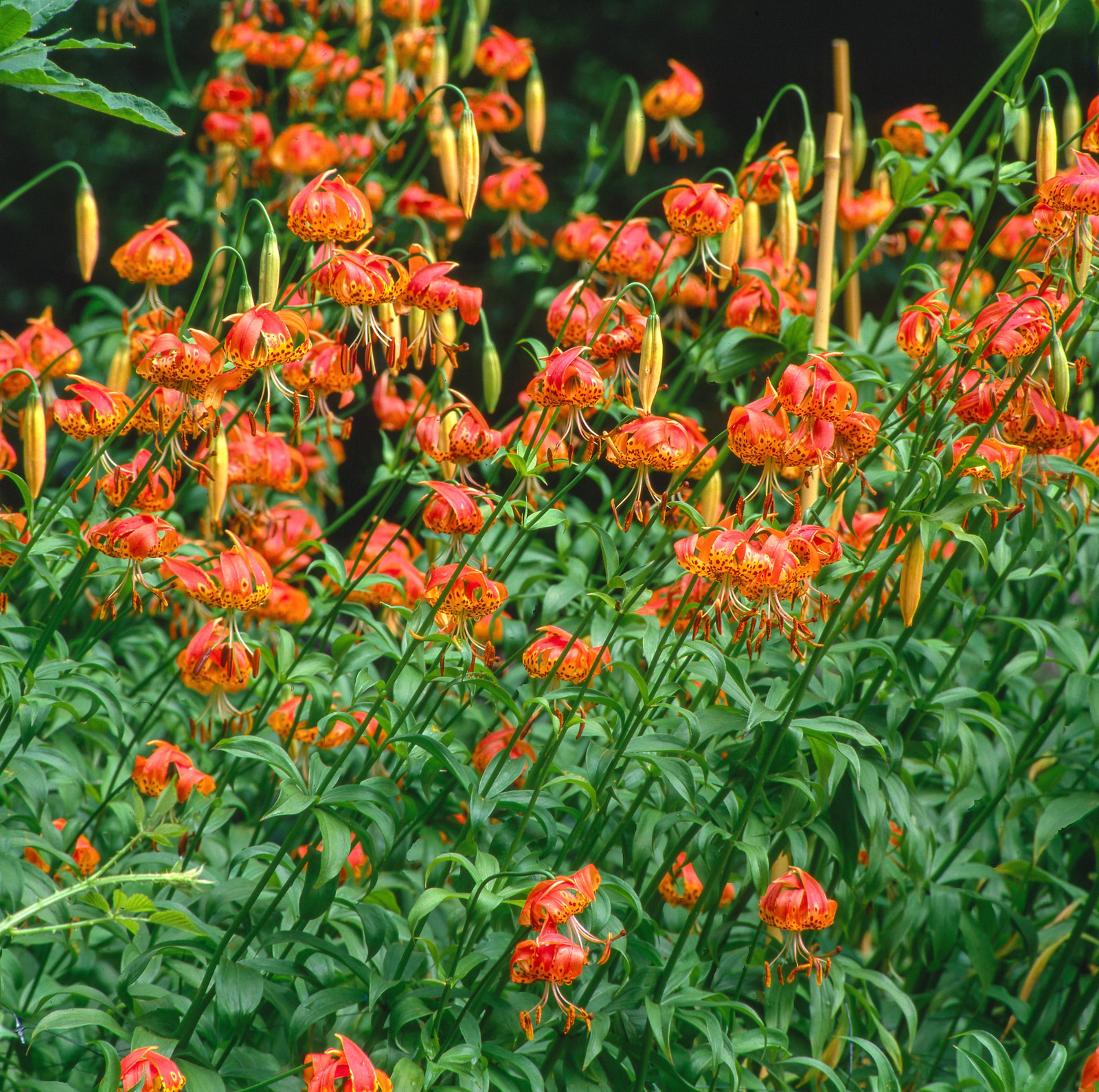 15 WESTERN HYBRIDS LILY Tiger Leopard Lemon Alpine Color Mix Lilium Flower Seeds