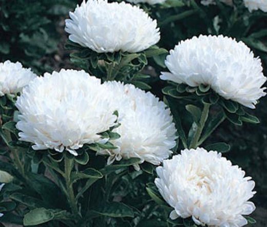 ASTER MILADY WHITE DWARF Callistephus Chinensis – 200 Bulk Seeds