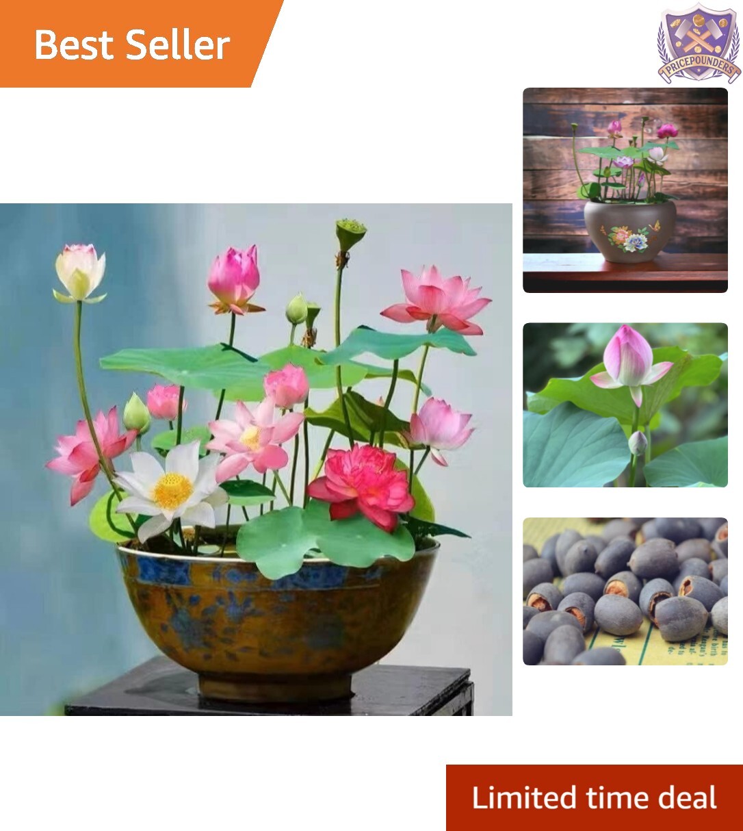 Exotic Water Lily Lotus Seeds – 10 Mixed Pink, Red & Green for Year-Round Bloom