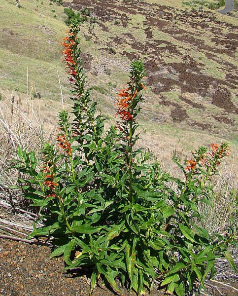 Lobelia laxiflora subsp. angustifolia | Hardy or Mexican Lobelia | 50 Tiny Seeds