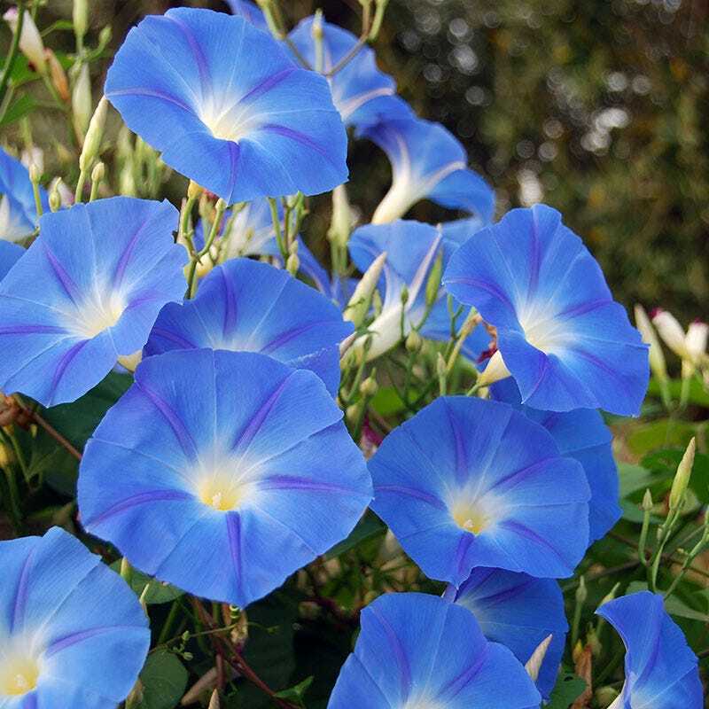 UNTREATED Morning Glory Seeds Heavenly Blue Flower Ipomoea fresh BULK seeds 1oz