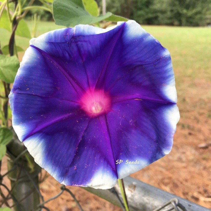 Star of India – Japanese Morning Glory – ipomoea NIL – 6 seeds – Huge blooms!