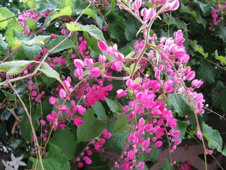 Coral Vine Antigonon leptopus~~SMALL Rooted Starter Plant~Butterflies love it!!!