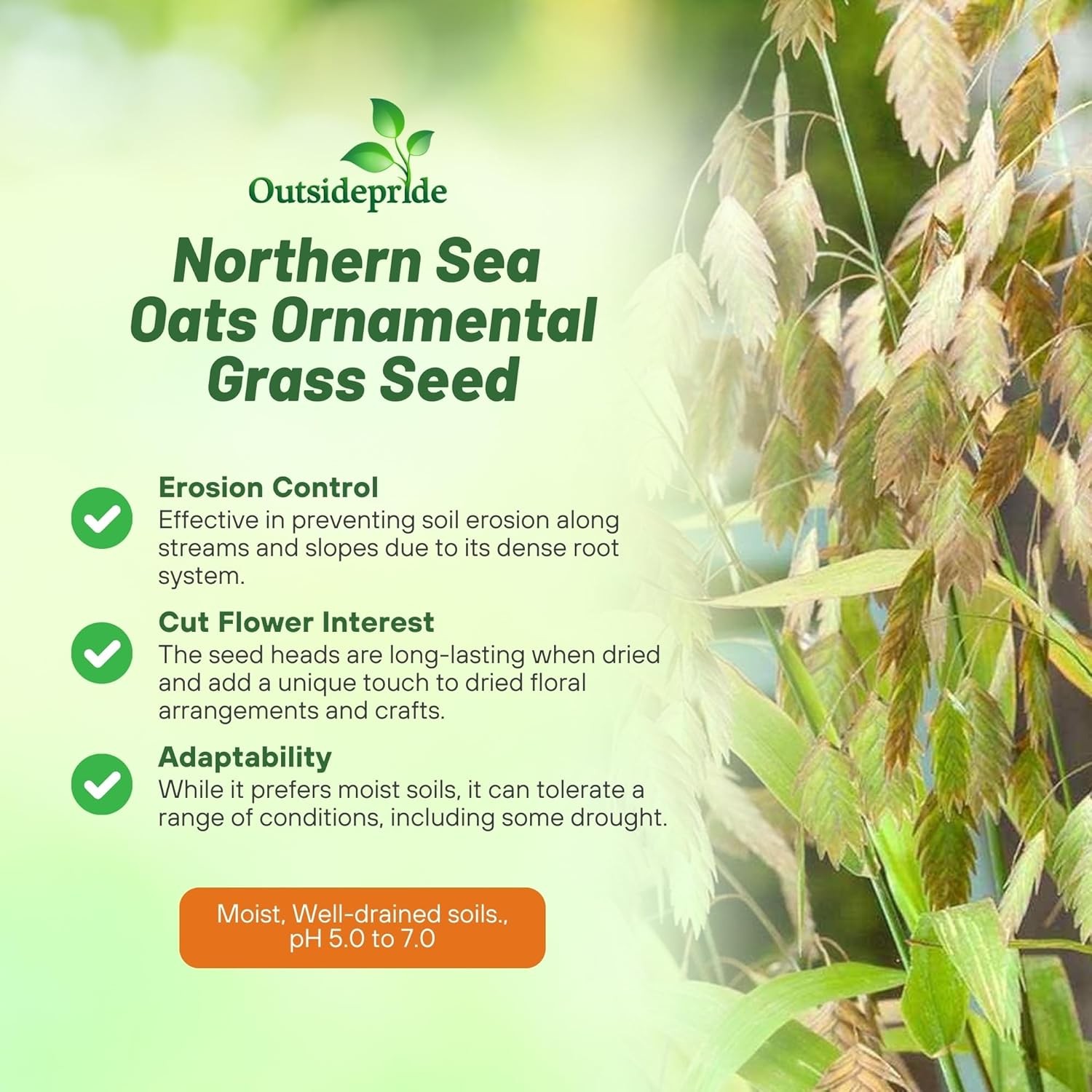 500 Seeds Northern See River Oats Ornamental Grass Plant Seeds