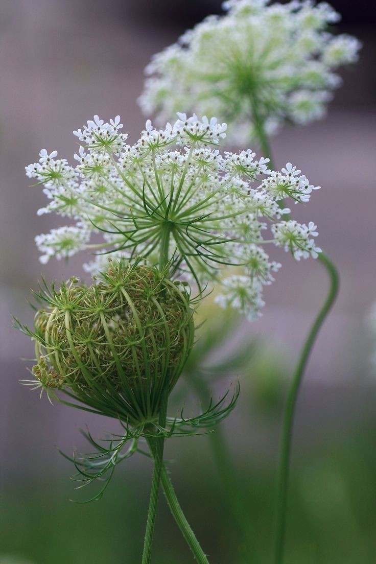 Queen Anne’s Lace Seeds. 500 Seeds. Perennial Wildflower. Daucus Carota.