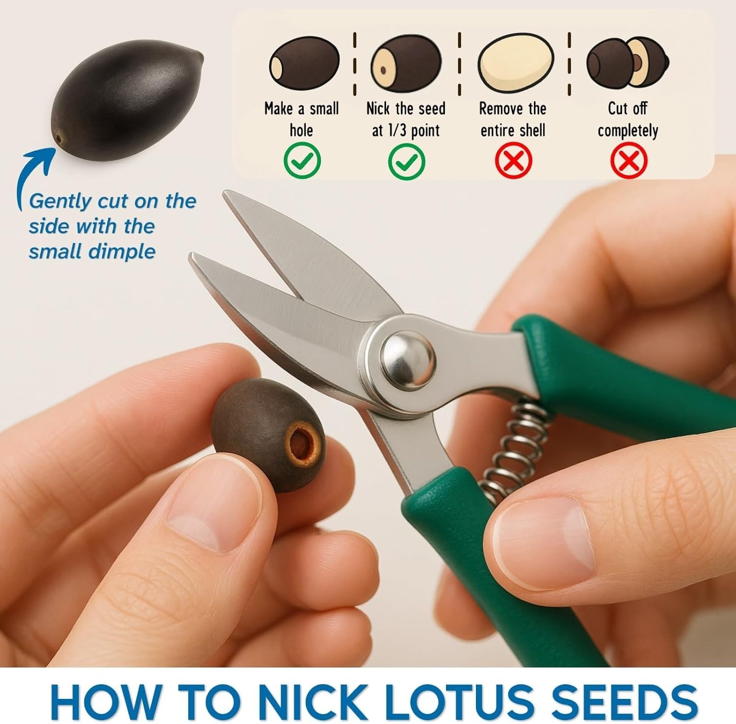 200Pcs Lotus Seeds for Planting – 10 Unique Varieties, Mixed Colors, Includes De