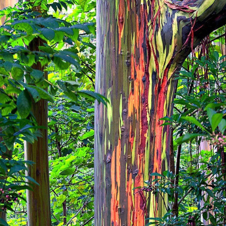 Eucalyptus Deglupta Rainbow Tree 25 Seeds Free Shipping!