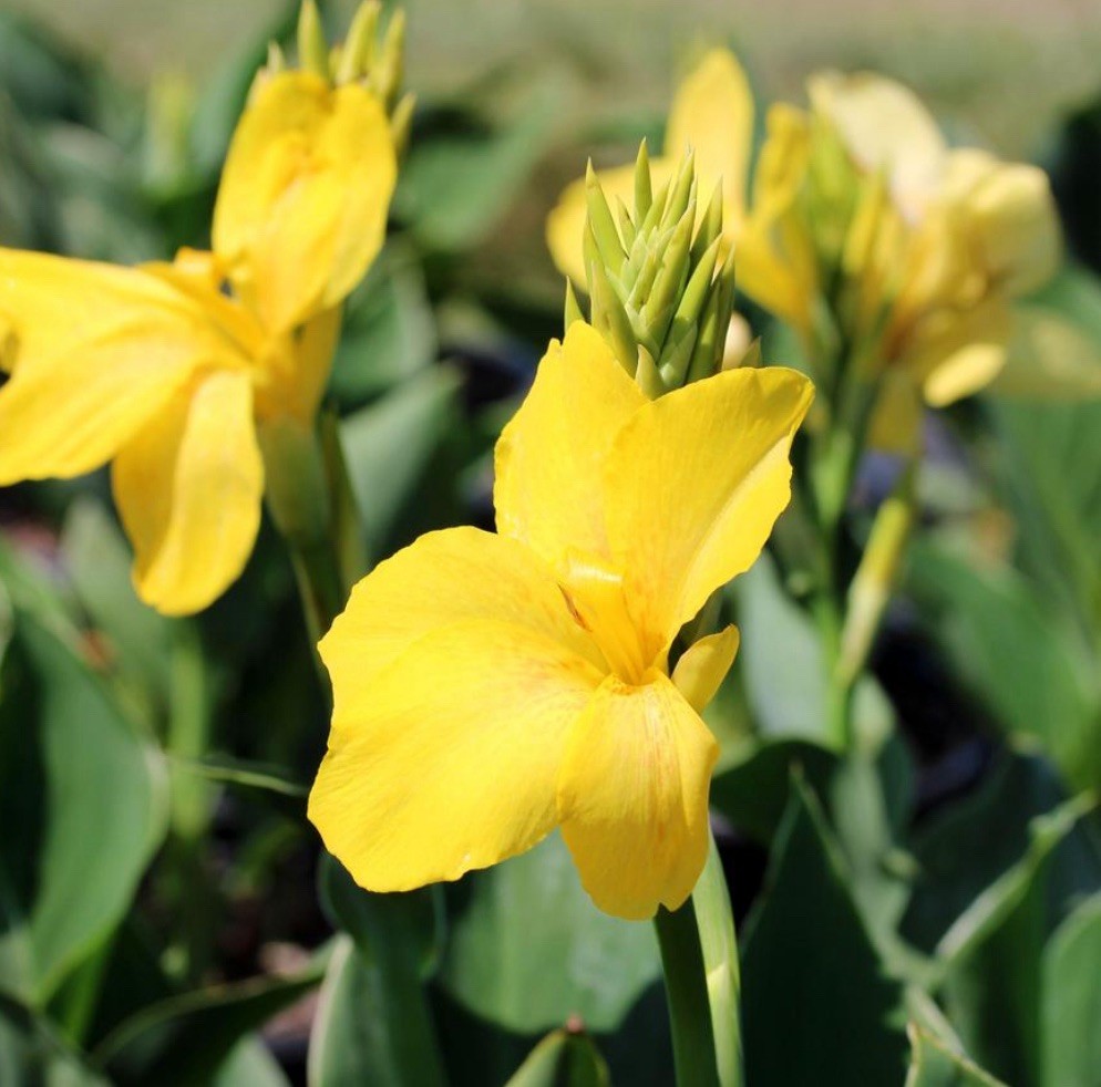 25 Tall Canna Lily SEEDS~YELLOW HARVEST~FREE SHIPPING~USA Seller