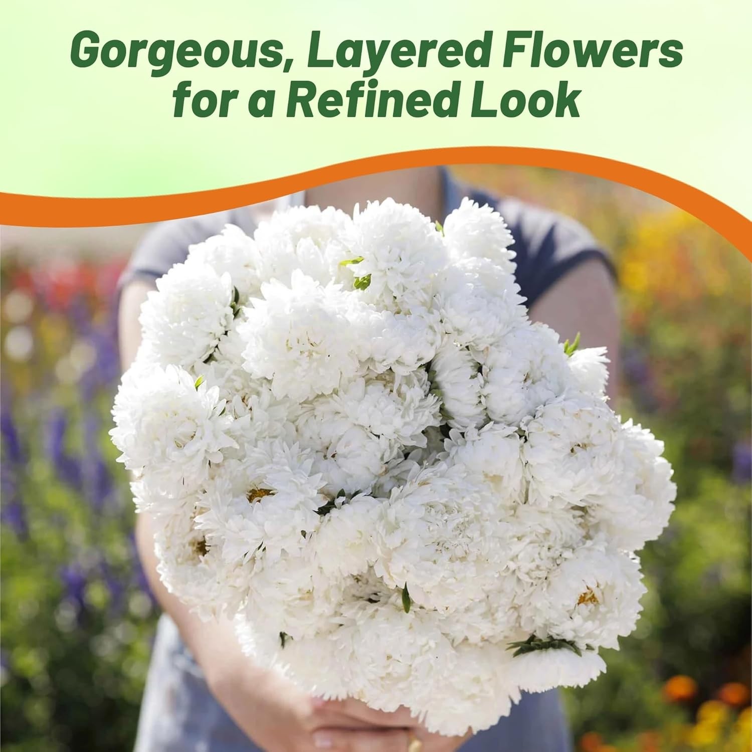 1000 Seeds Aster Seed – Aster Callistephus Paeony White Double Flower Seeds