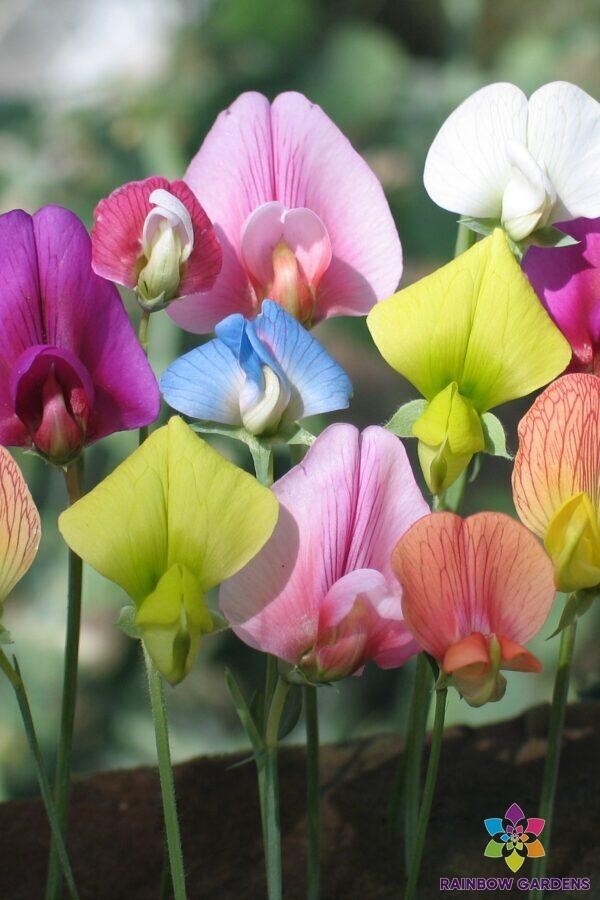 50+ Spangles Annual Sweet Pea Seeds for Garden Planting – USA – FREE SHIPPING!