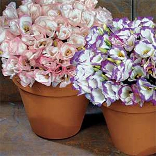 100 Seeds Lisianthus Seed – Lisianthus Sapphire Mix Flower Seeds