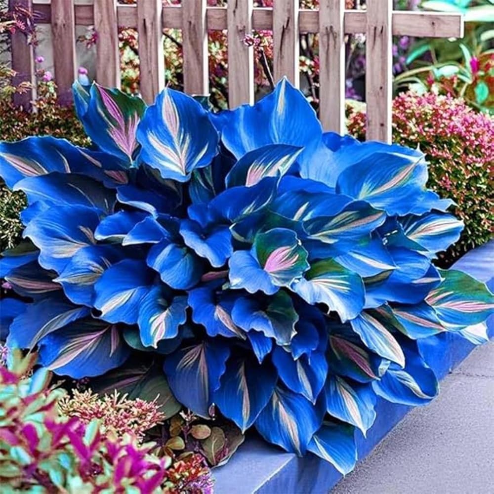 220+ Hosta Seeds Blue Perennial for Planting,Hosta Seeds Blue and Black,Rare …