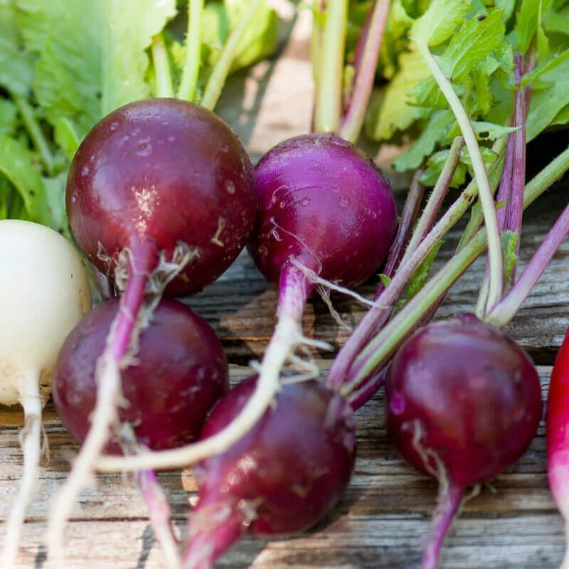 100+ Purple Plum Radish Seeds ——————– Heirloom – NON GMO – Organic