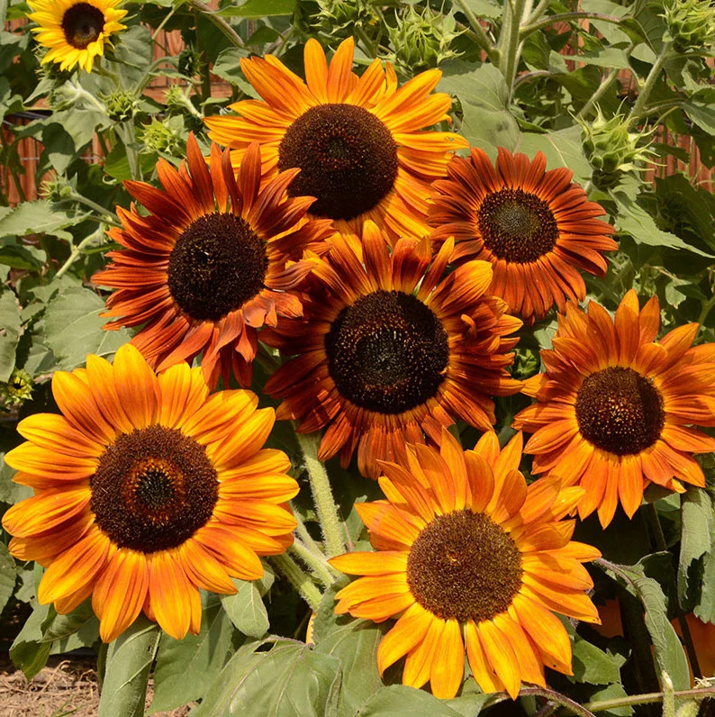 50+ EARTHWALKER SUNFLOWER SEEDS – HEIRLOOM – COLORFUL ——— RARE