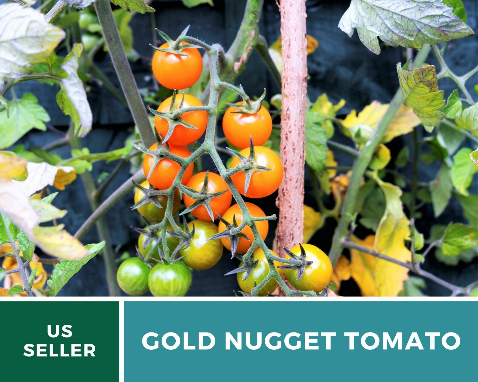Tomato, Gold Nugget – Heirloom Seeds – Easy to Grow – GMO Free (Solanum lycopers