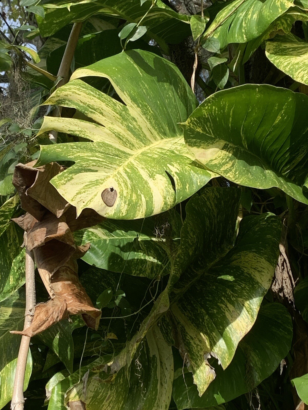 Variegated Giant Golden Pothos, well rooted plant shipped in container with soil