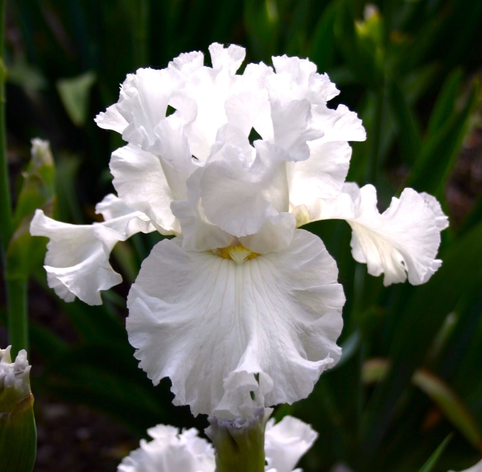 50 Heirloom Iris Seeds Fragrant Flower Plant (much less money than bulbs)