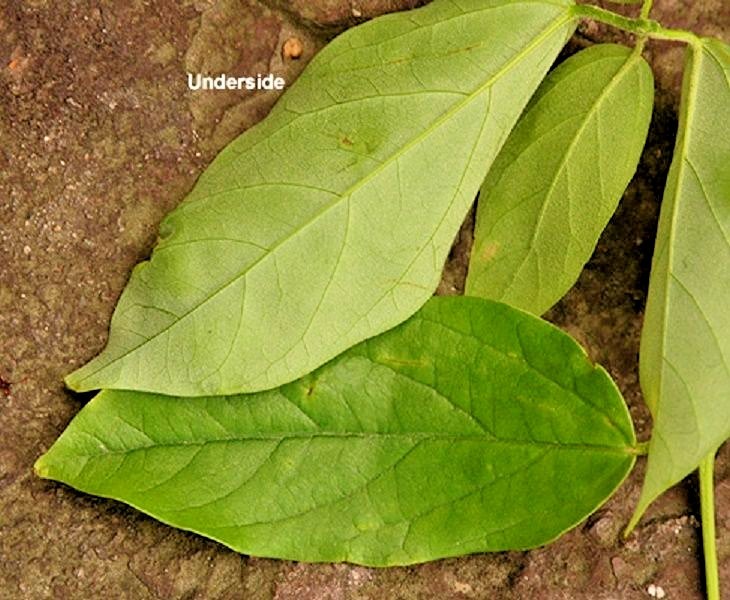 20 CHINESE EVERGREEN MAPLE SEEDS – Acer coriaceifolium