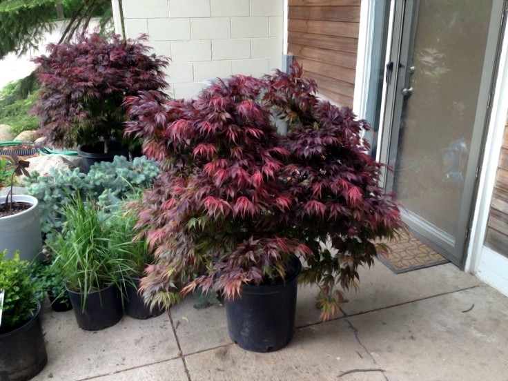 “Oregon Sunset” Maple Tree Seeds Acer Semi – Dwarf Hardy – Zone 5 Red Orange