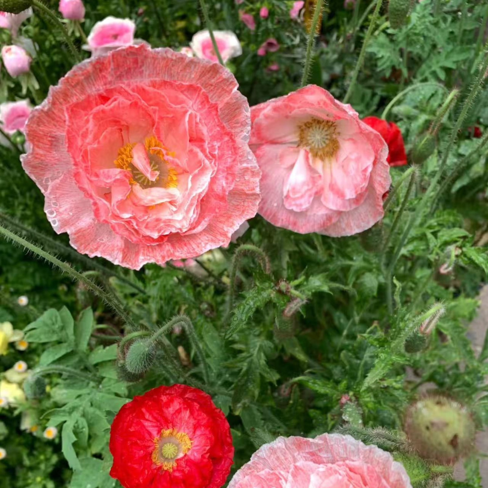 1000 Double Light Pink Poppy Seeds – Heirloom Papaver Mix for Zones 3–10