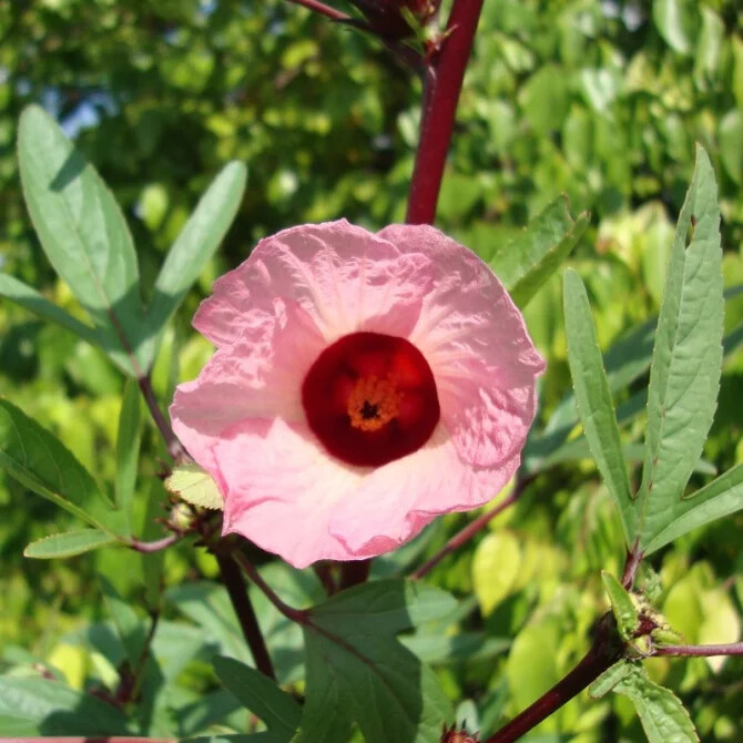 Hibiscus sabdariffa PINK JAMAICAN SORREL ROSELLE HIBISCUS Seeds!