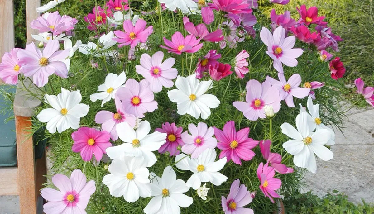 Dwarf Cosmos Seed Mix, Short & Compact, Colorful, Pollinators, FREE SHIPPING